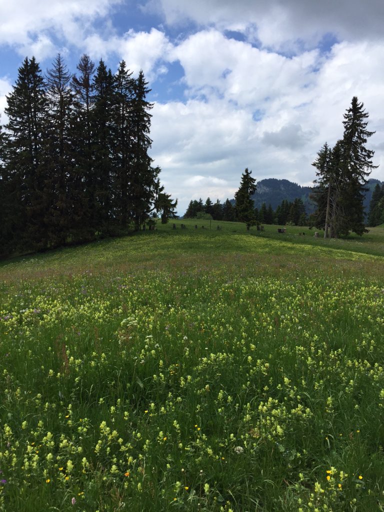 The meadow of many wild flowers where we played games and enjoyed the day after our fondue lunch.