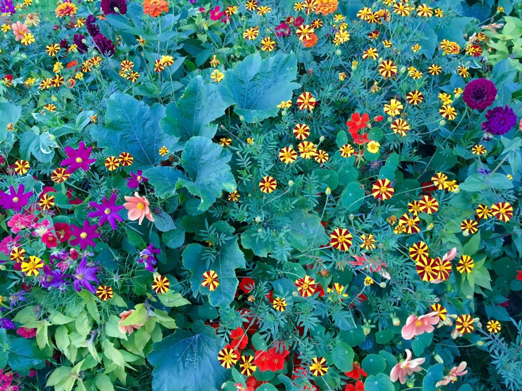 Wildflowers greeted us below Notre Dame on our walk through the city.